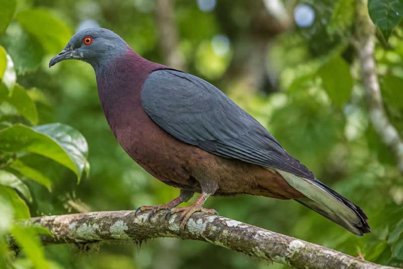 Image of a Vanuatu Imperial Pigeon in its natural habitat