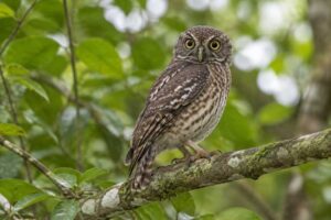 Image of a West Solomons Owl in its natural habitat
