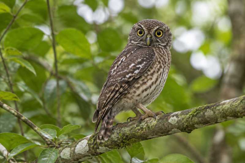 Image of a West Solomons Owl in its natural habitat