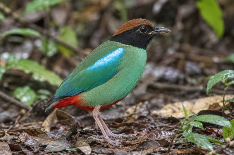 Image of a Western Hooded Pitta in its natural habitat