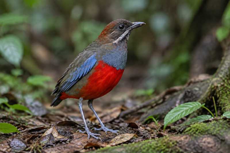 Image of a Whiskered Pitta in its natural habitat