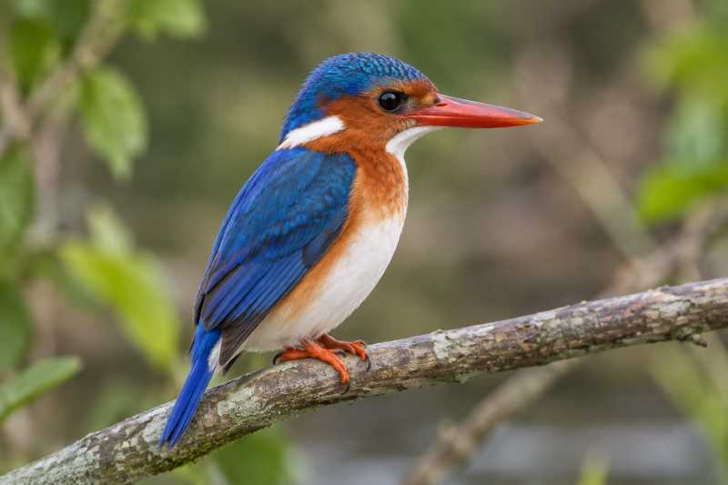 Image of a White-bellied Kingfisher in its natural habitat