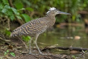 Image of a White-crested Tiger Heron in its natural habitat