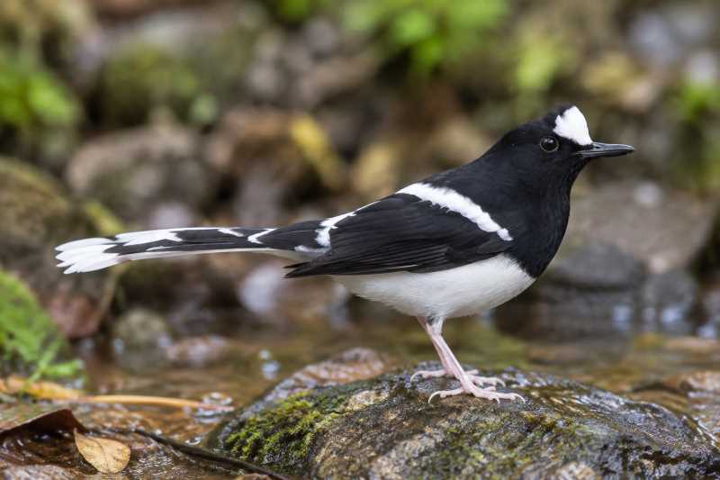 Image of a White-crowned Forktail in its natural habitat