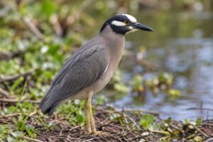 Image of a White-eared Night Heron in its natural habitat