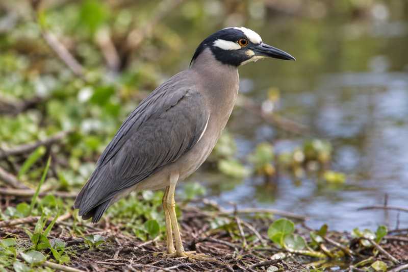 Image of a White-eared Night Heron in its natural habitat