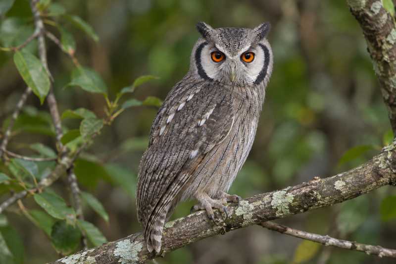 Image of a White-fronted Scops Owl in its natural habitat