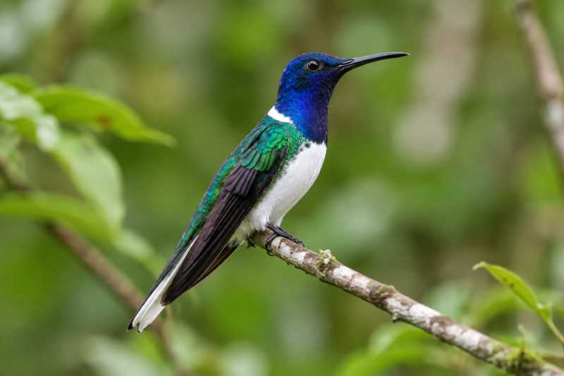 Image of a White-necked Jacobin in its natural habitat