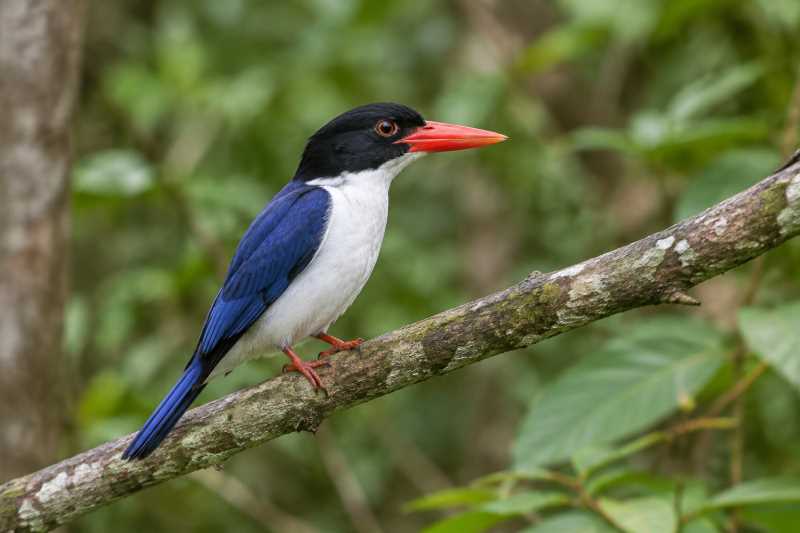 Image of a White-rumped Kingfisher in its natural habitat