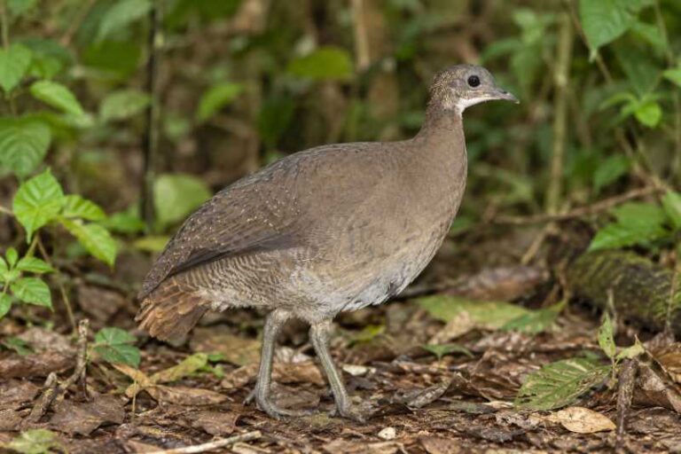Image of a White-throated Tinamou in its natural habitat