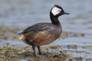 Image of a White-tufted Grebe in its natural habitat