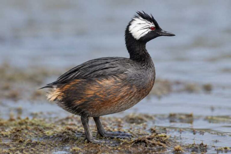 Image of a White-tufted Grebe in its natural habitat
