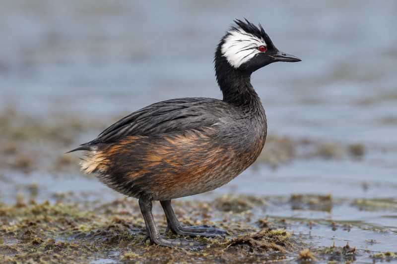 Image of a White-tufted Grebe in its natural habitat