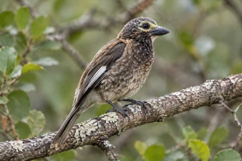 Image of a Whyte's Barbet in its natural habitat