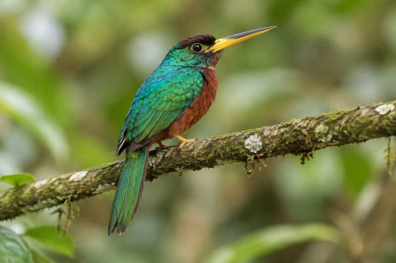 Image of a Yellow-billed Jacamar in its natural habitat
