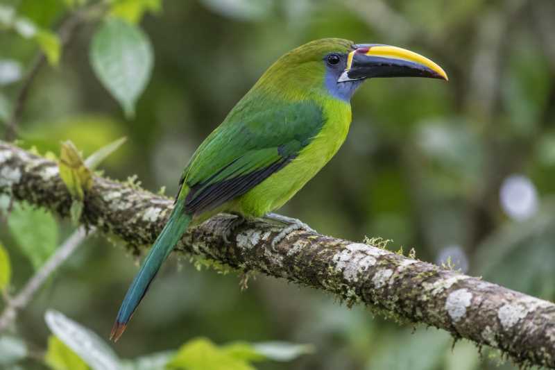 Image of a Yellow-browed Toucanet in its natural habitat
