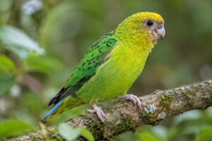 Image of a Yellow-capped Pygmy Parrot in its natural habitat