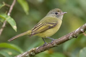 Image of a Yellow-winged Flatbill in its natural habitat