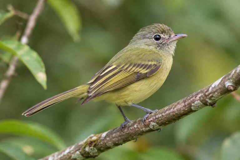 Image of a Yellow-winged Flatbill in its natural habitat