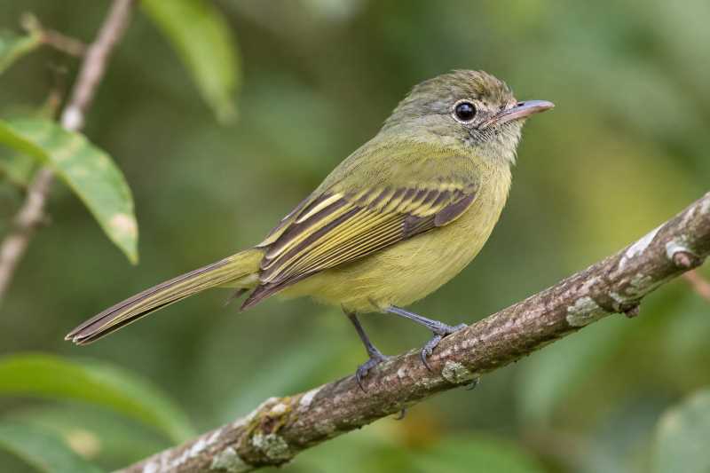 Image of a Yellow-winged Flatbill in its natural habitat